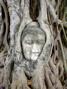 Buddha Head Tree